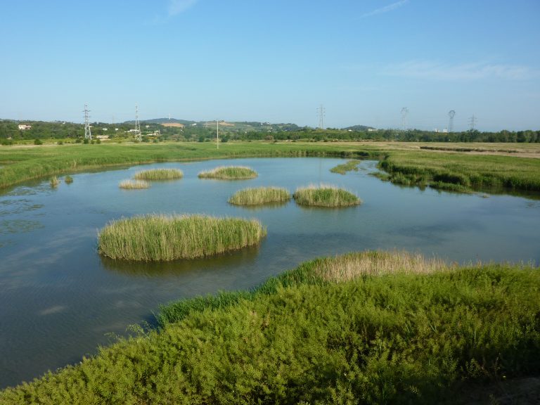 Zone humide, Narbonne